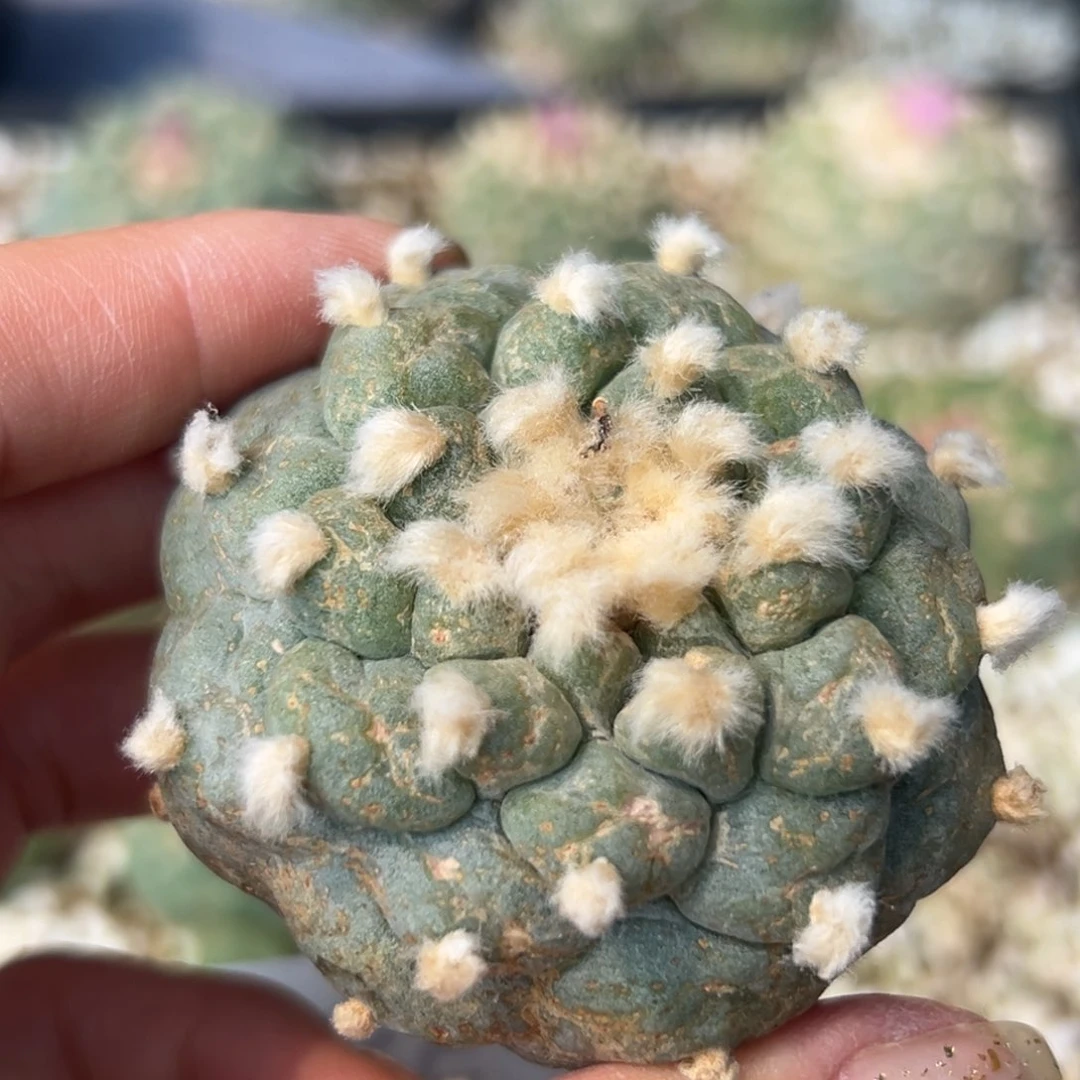 735 有根 仙人球的世界里