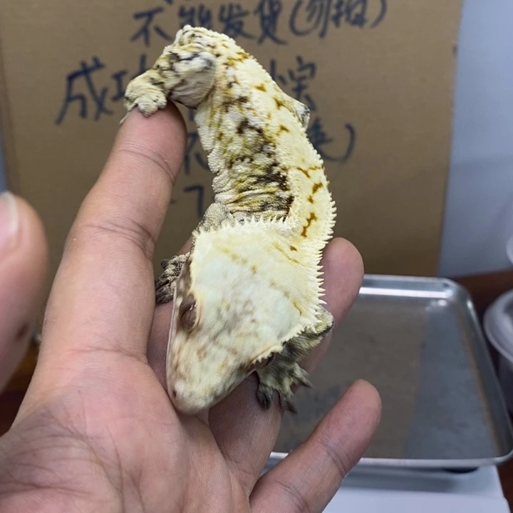 睫角守宫12.3二十三