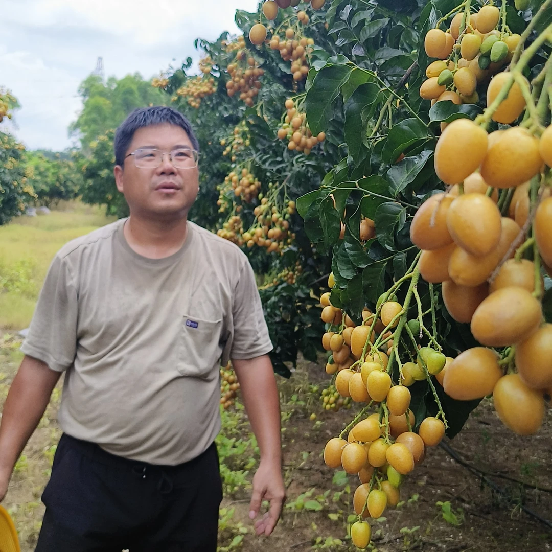 顺丰包邮无核黄皮鸡心黄皮贵妃黄皮黑金刚黄皮冰糖黄皮紫肉黄皮