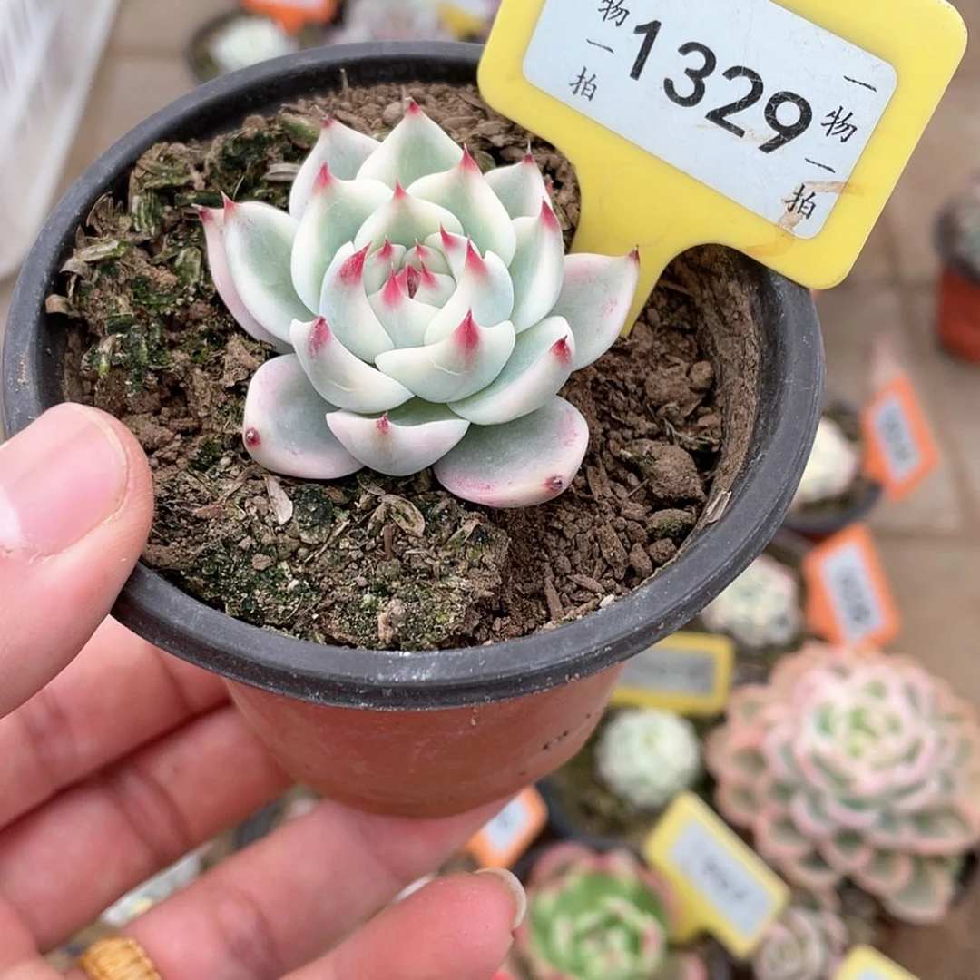 【闪购商品】萧*1329号