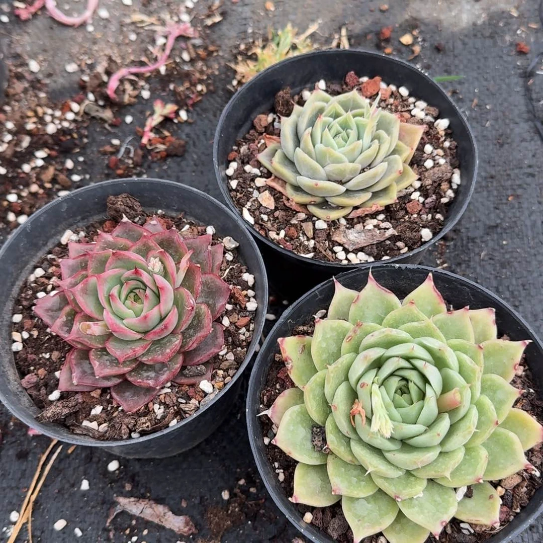 海胆1红+2绿共三颗量拍1-60