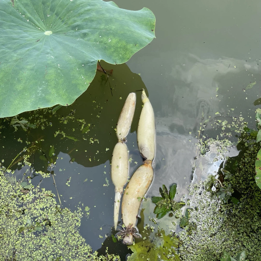 新鲜嫩藕脆藕湖北农家自种嫩莲藕清炒凉拌脆甜可口