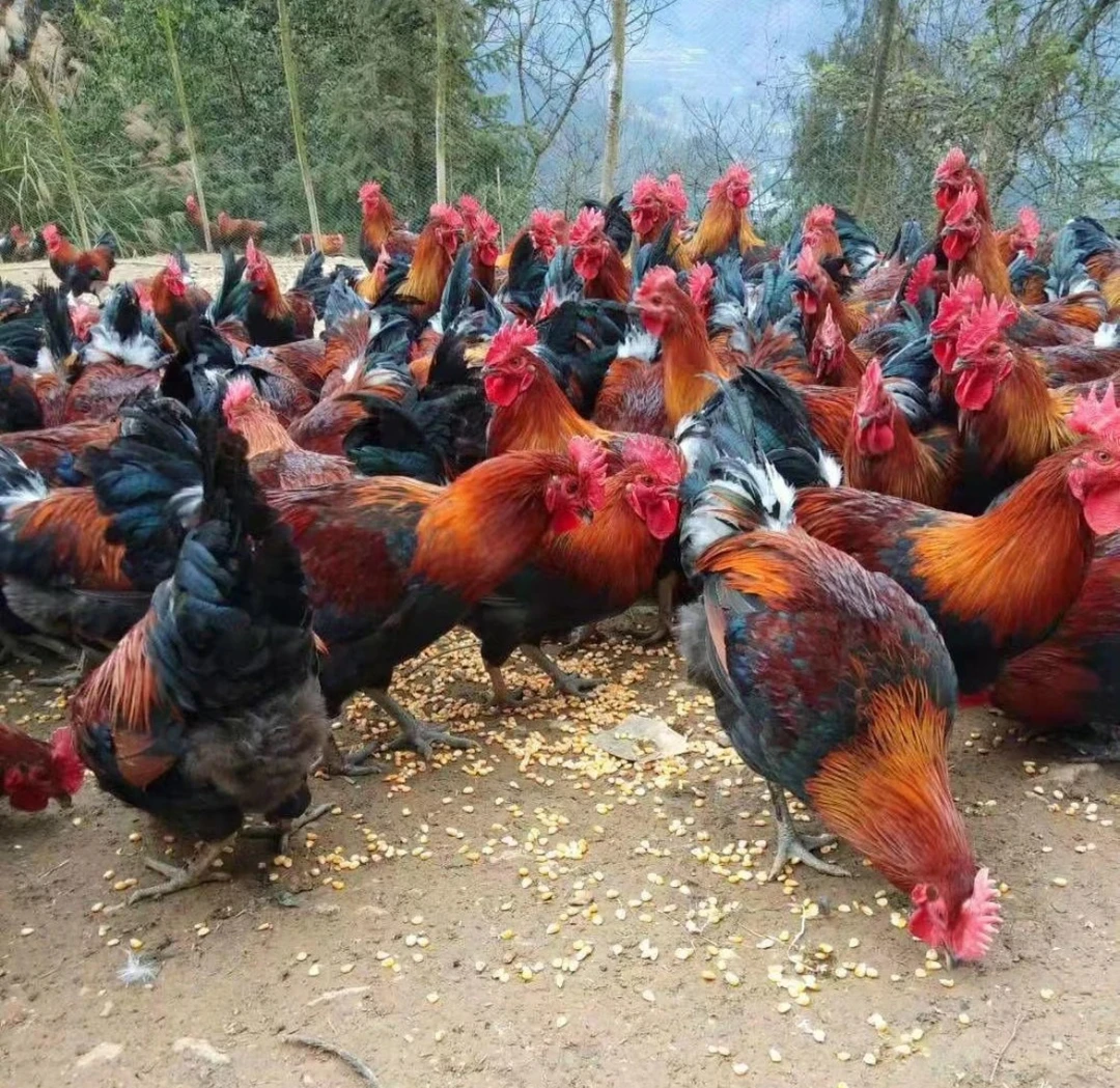 【顺丰冷链包邮】吕梁山正宗散养溜达大公鸡（黑脚黄脚）