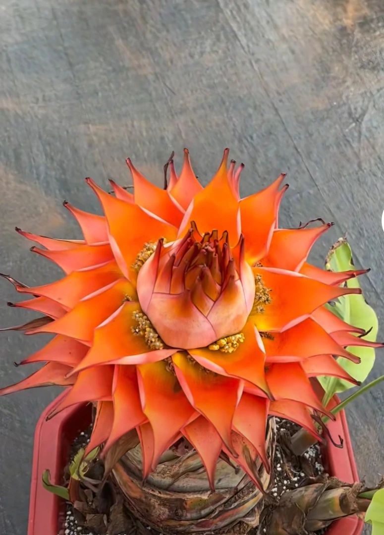 地涌红莲花卉盆栽懒人花易活大型绿植室内室外阳台客厅都可种