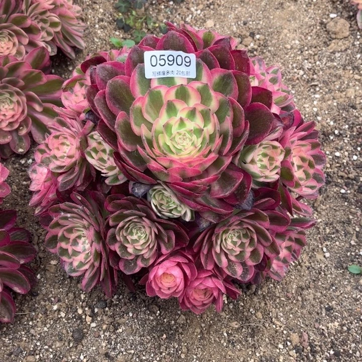 05909倾城多肉植物