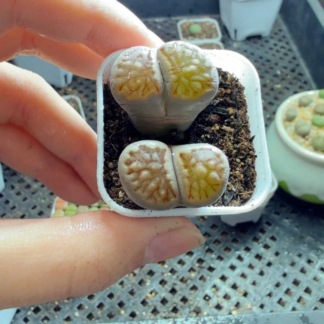 多肉植物的生长发育和生长573