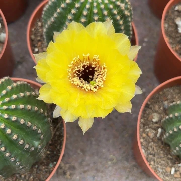完全开放黄花黑喉摘花发货