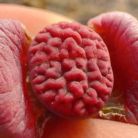 【闪购商品】25871