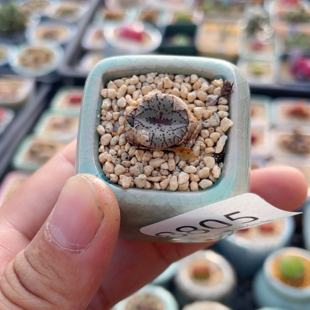 无花朵8805-一物一拍 带盆