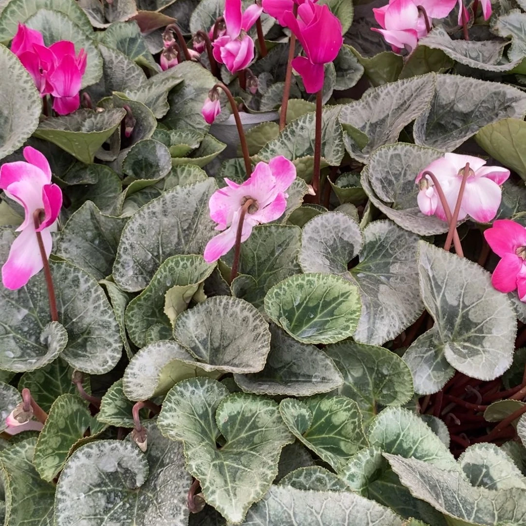 完全开放仙客来巨无霸惊喜