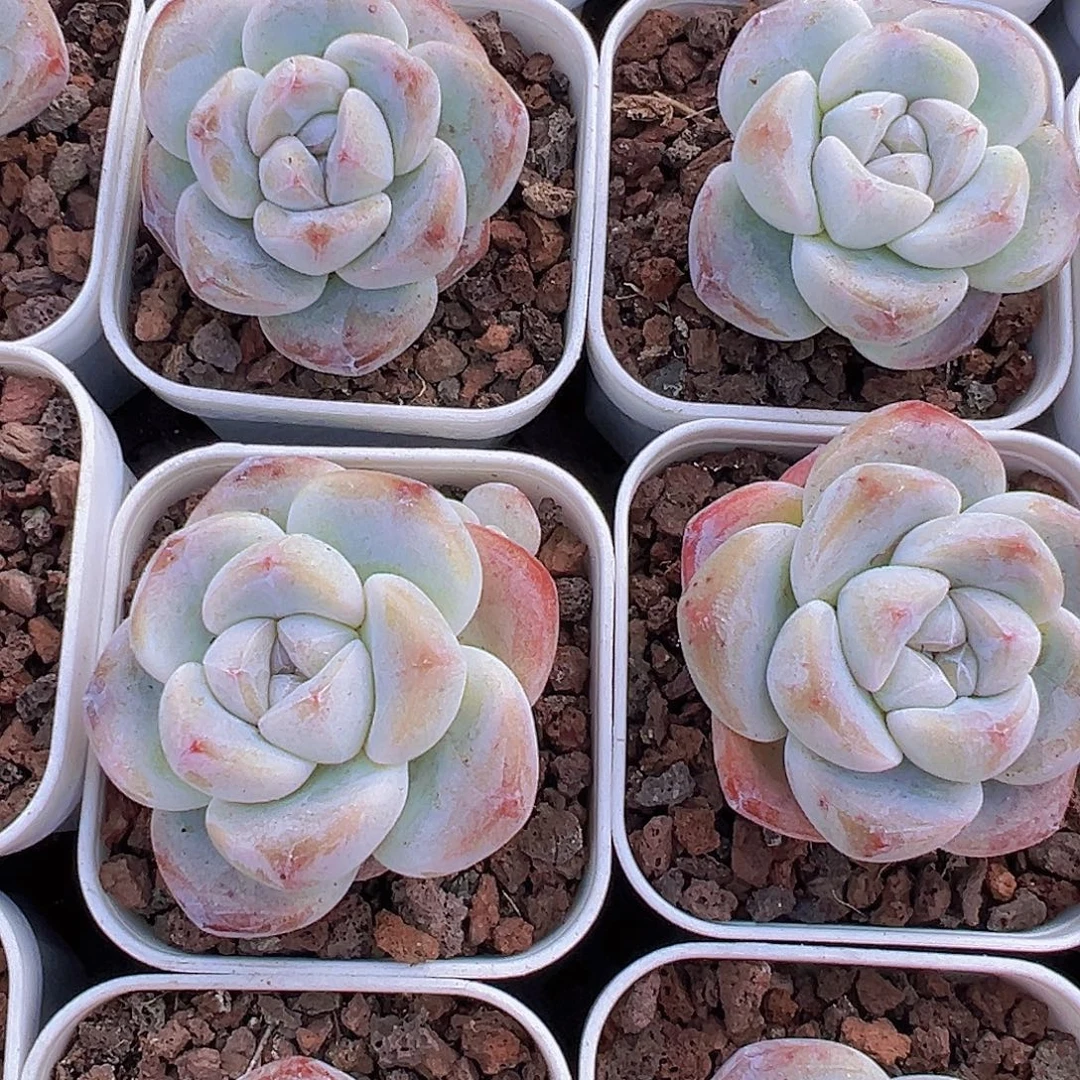 5.5盆精品冰玉单头5颗