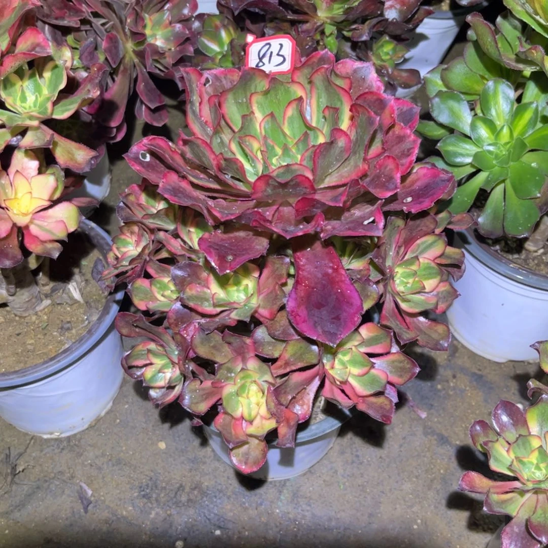 813多肉植物魅影法师