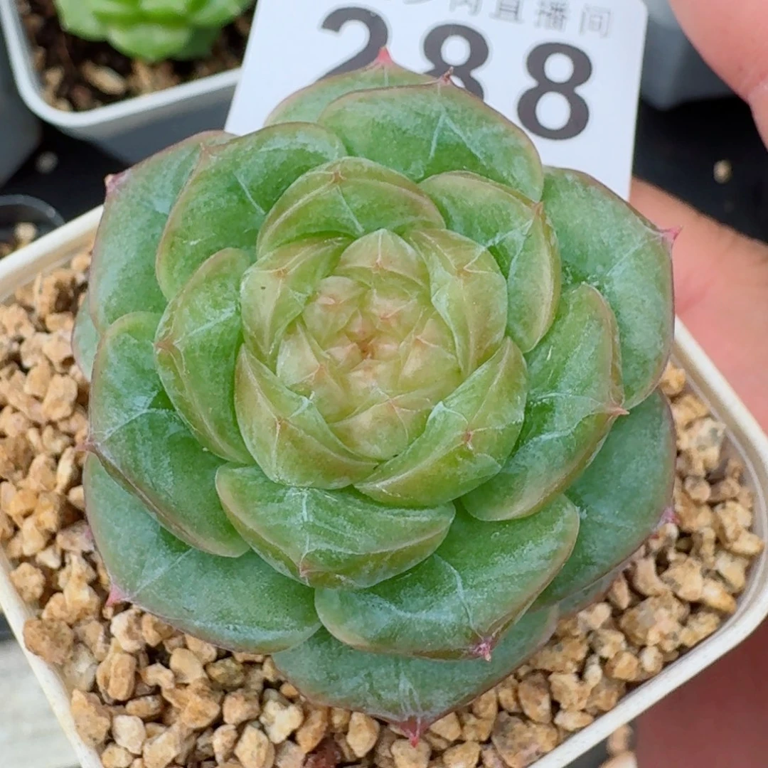 暮光之城            精美多肉植物