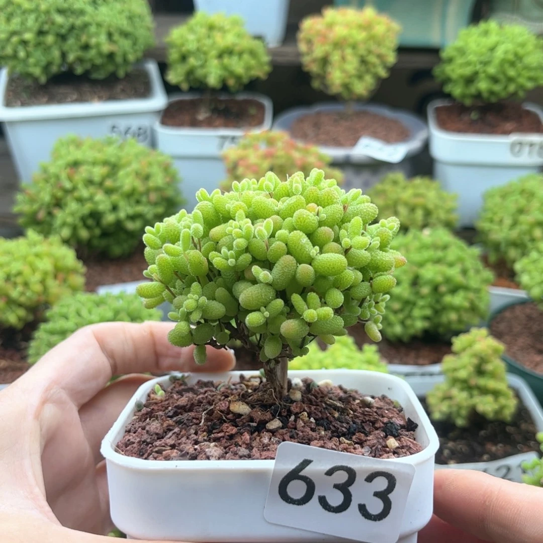633金桔可爱多肉