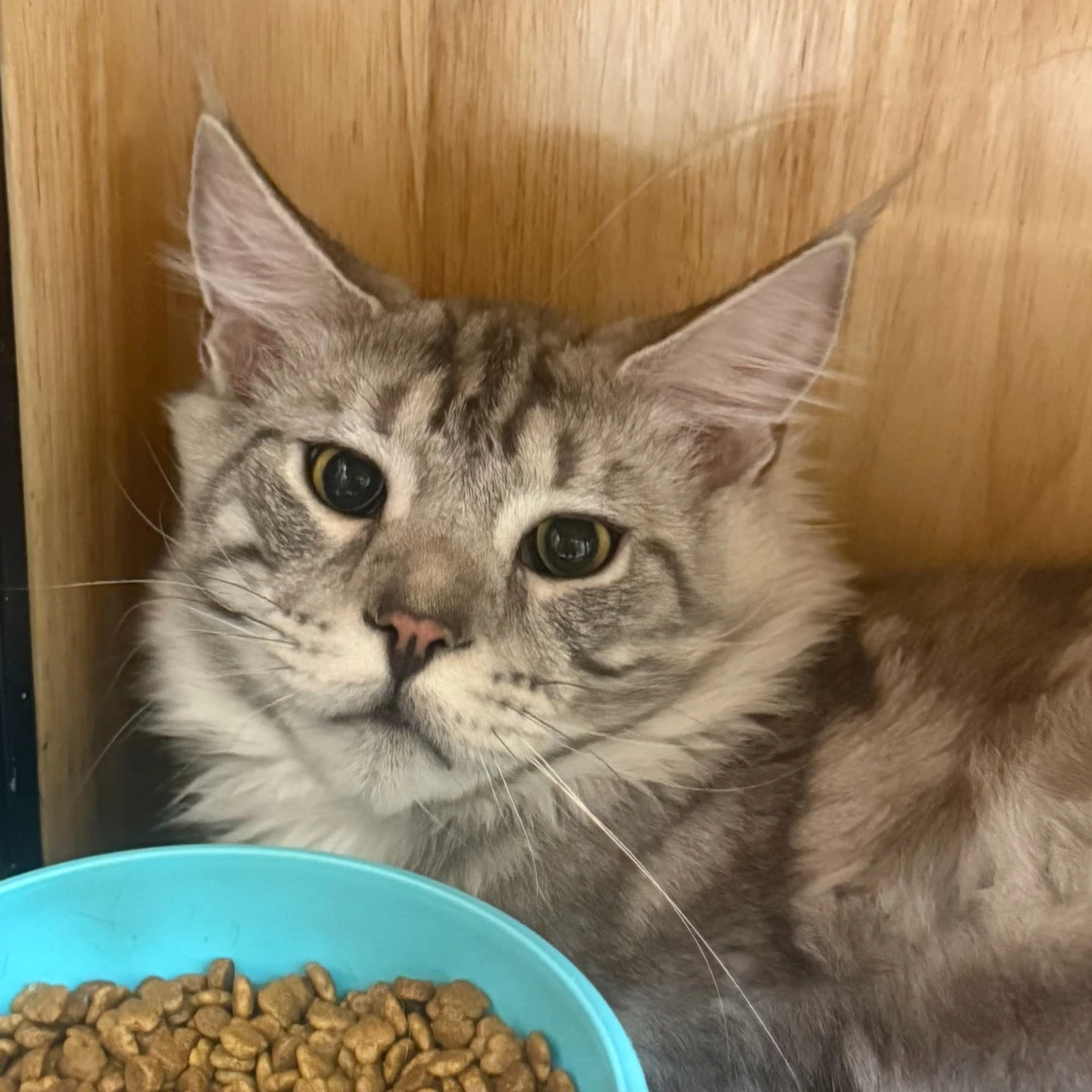 来了姊妹-银虎斑缅因猫 弟弟 13