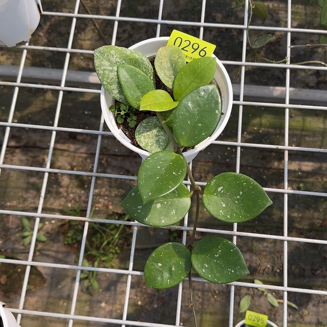 M****完全开放0296高斑雀斑