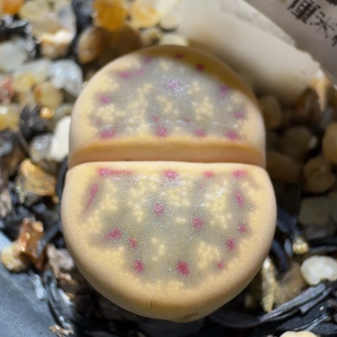 板娘有好看屁屁549