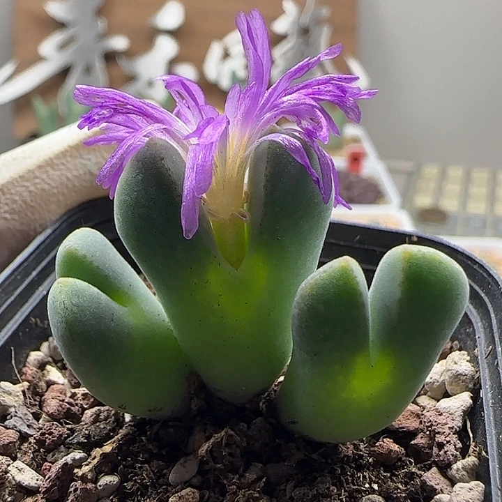 11-18-2-6当天满38包邮空蝉杂猪蹄脱土