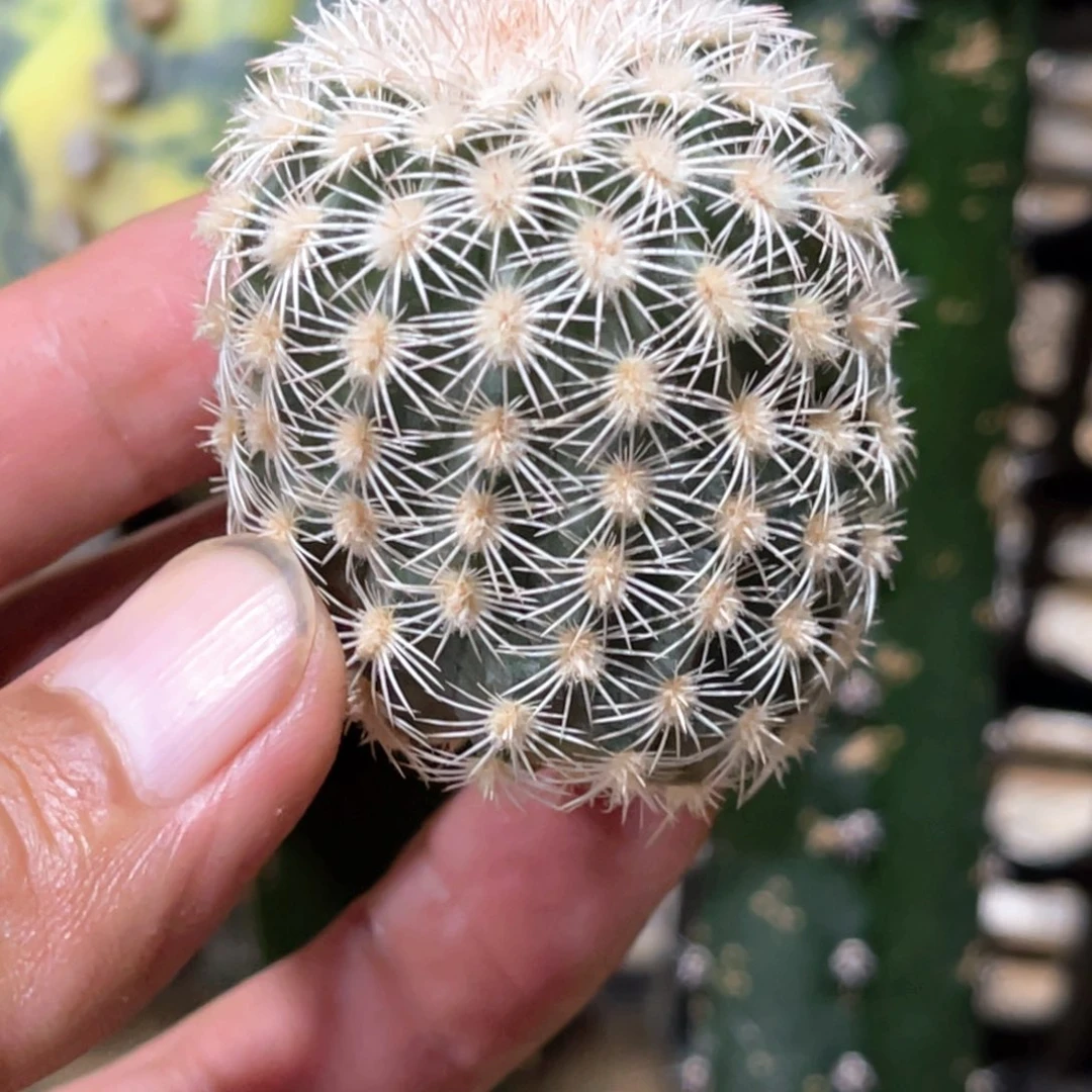 ****️皇冠虾侧芽 歪 满20包邮2个