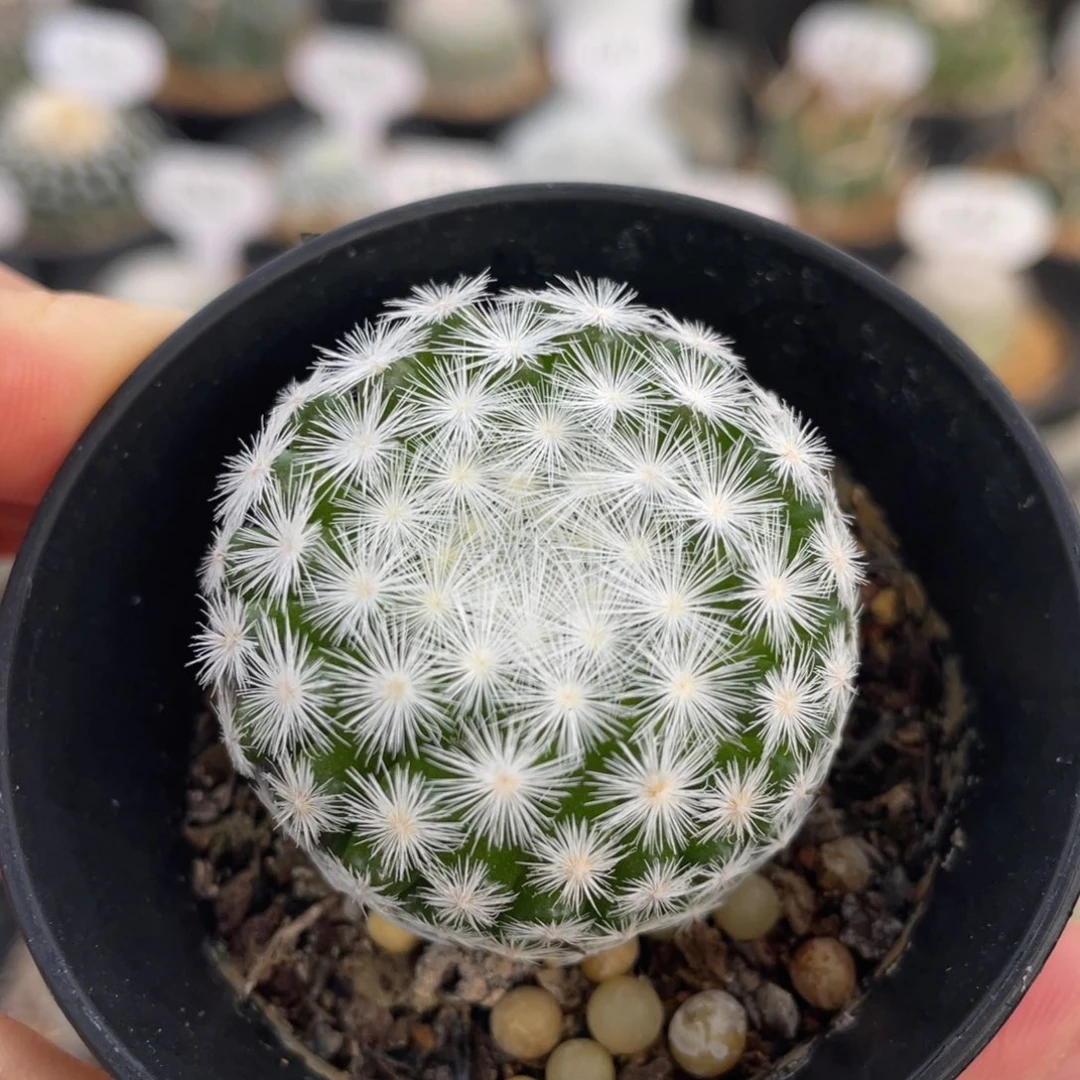 姬春星         实生根