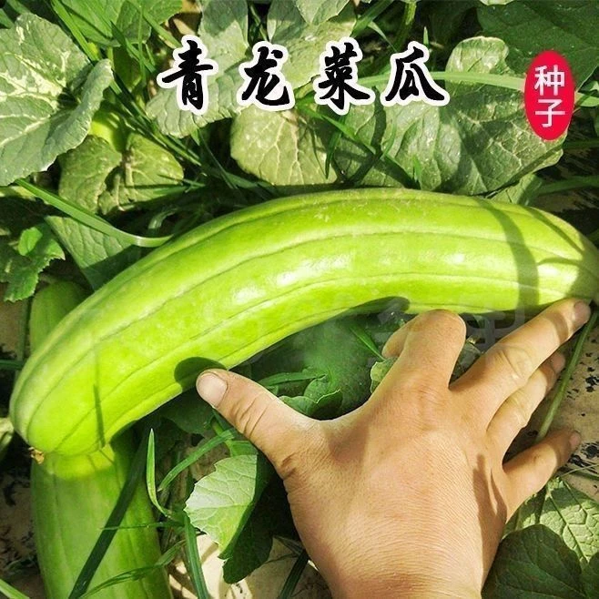 【青龙菜瓜种子】一包也包邮下单送肥料