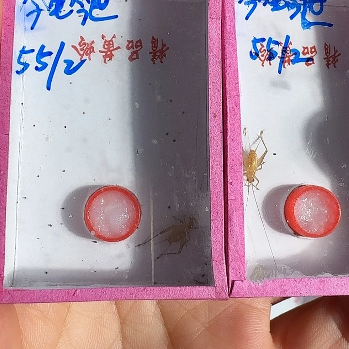 今***世蟋蟀11111111111111111