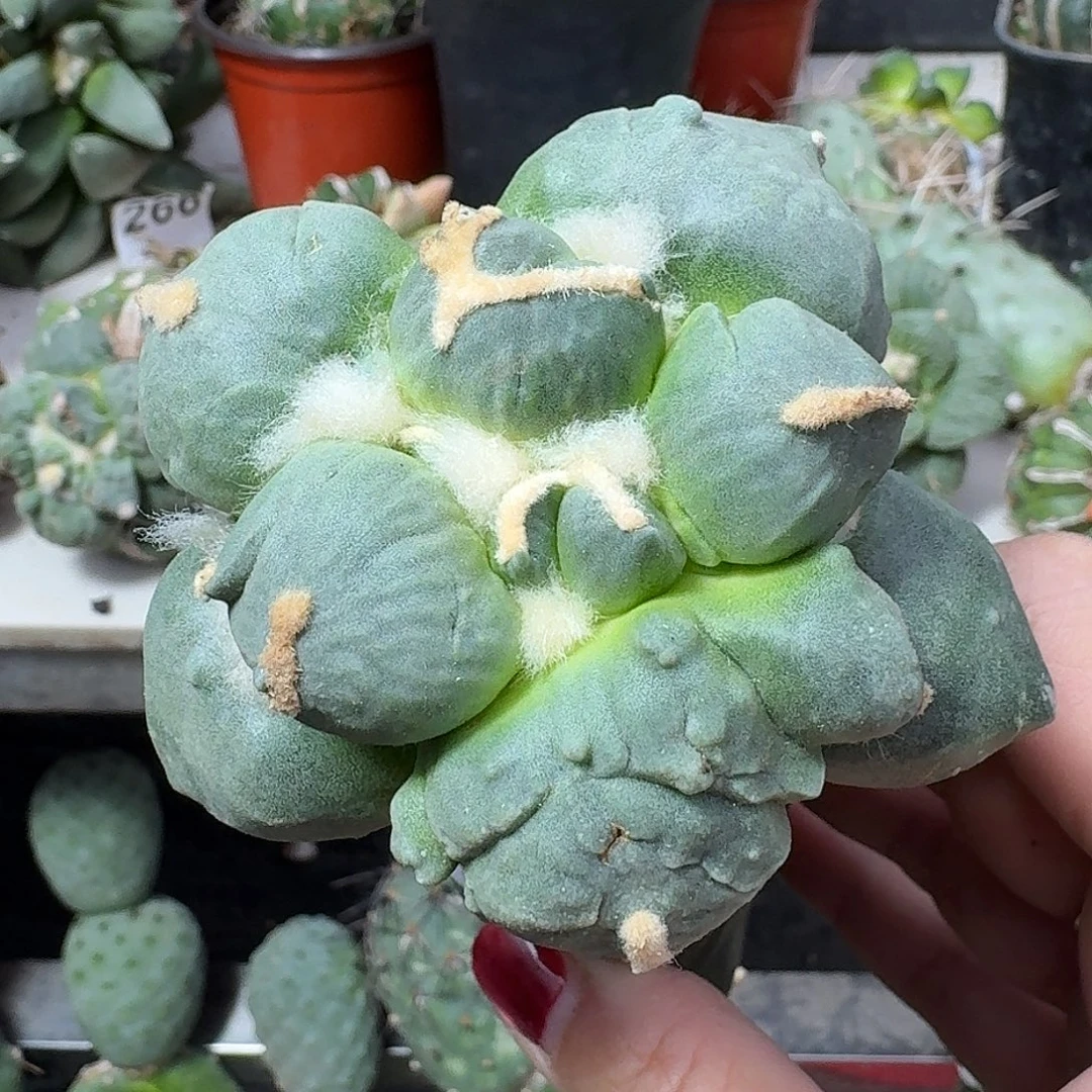 无花朵蛋尤牡丹399