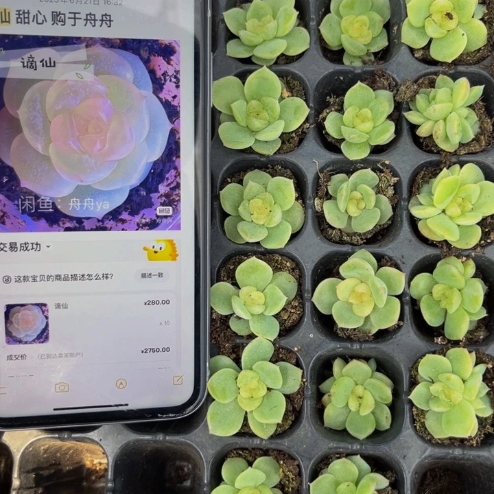 舟舟谪仙，满16元包邮