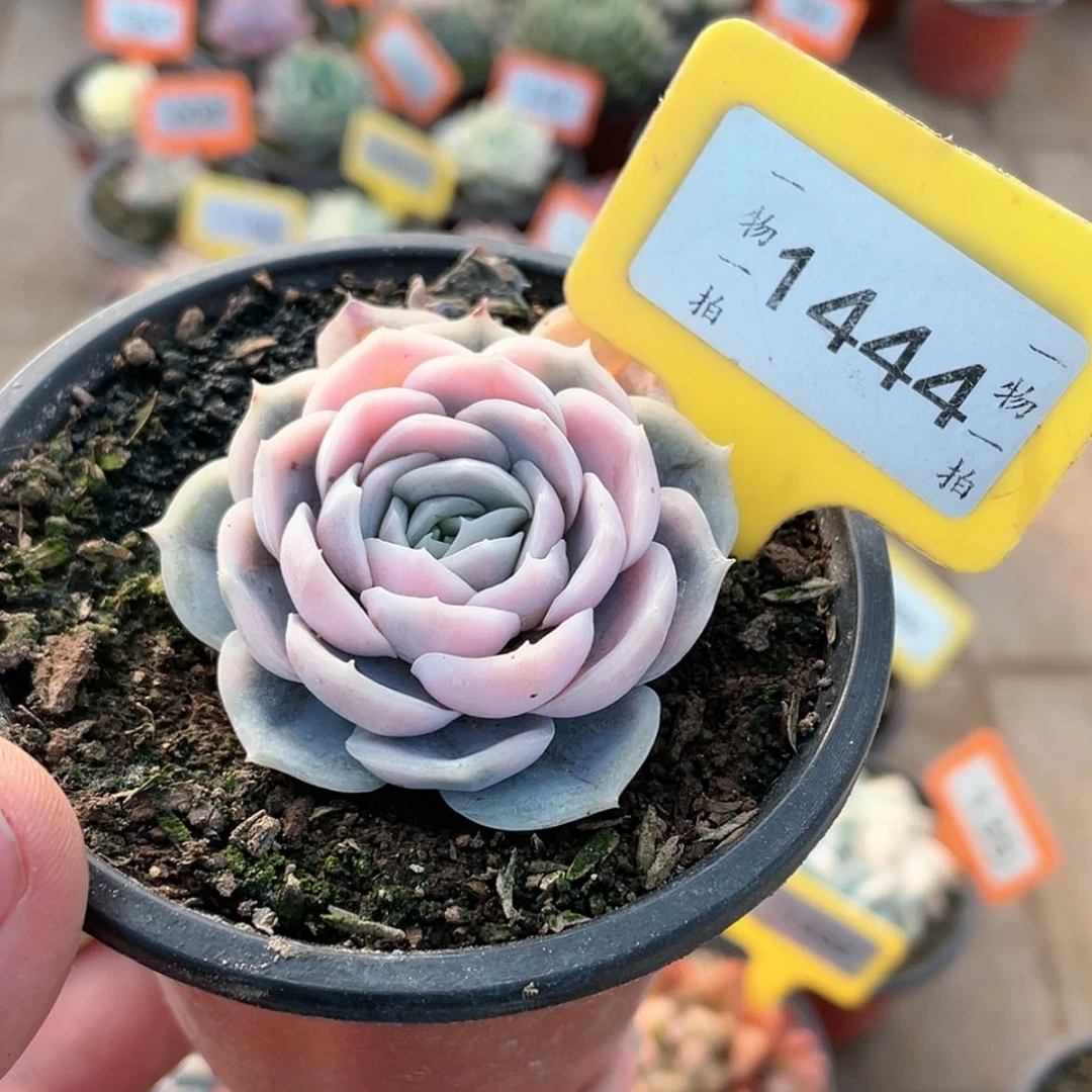 【闪购商品】1444号