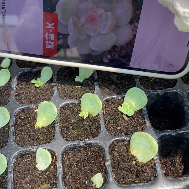 财富k芽苗一个多肉