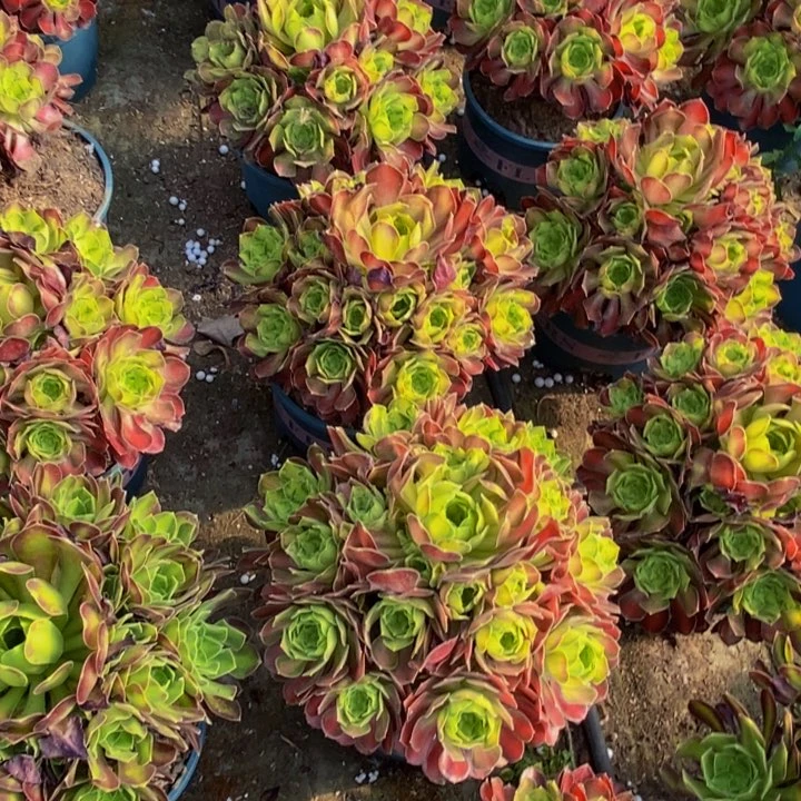 韶华多肉1颗多肉