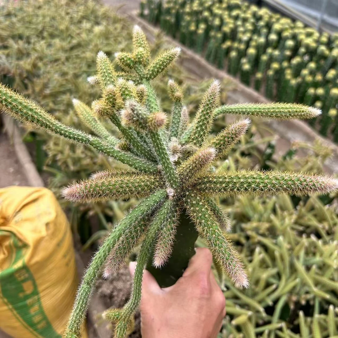鼠尾带柱  仙人球夏型种绿植盆栽桌面阳台办公室摆件