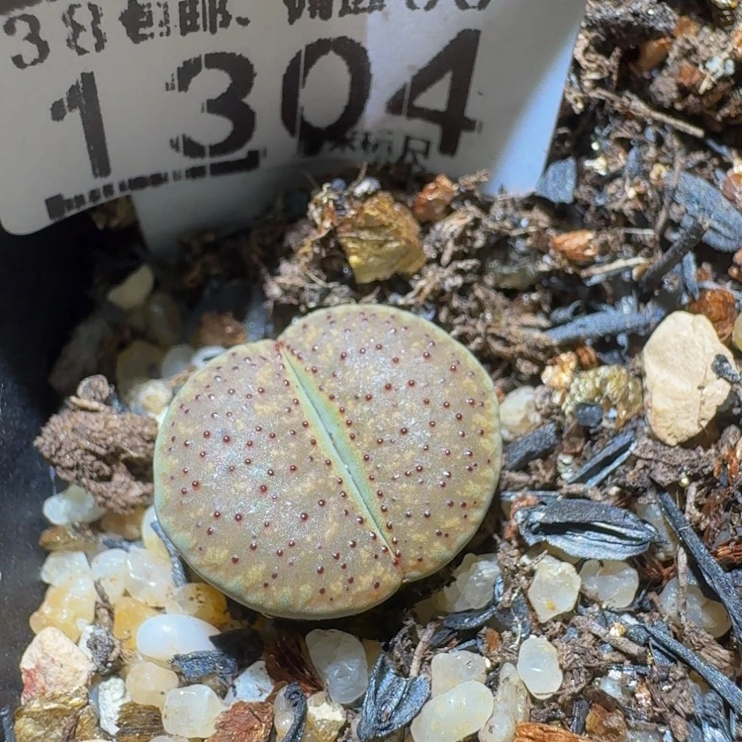 Sssss绝绝绝子生石花1304