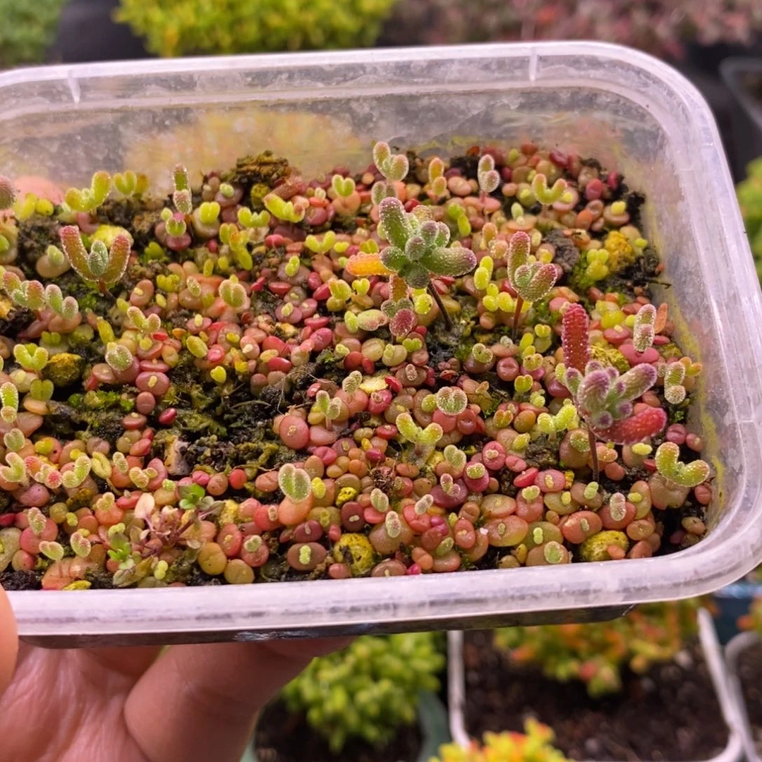 车****)141混合小苗。