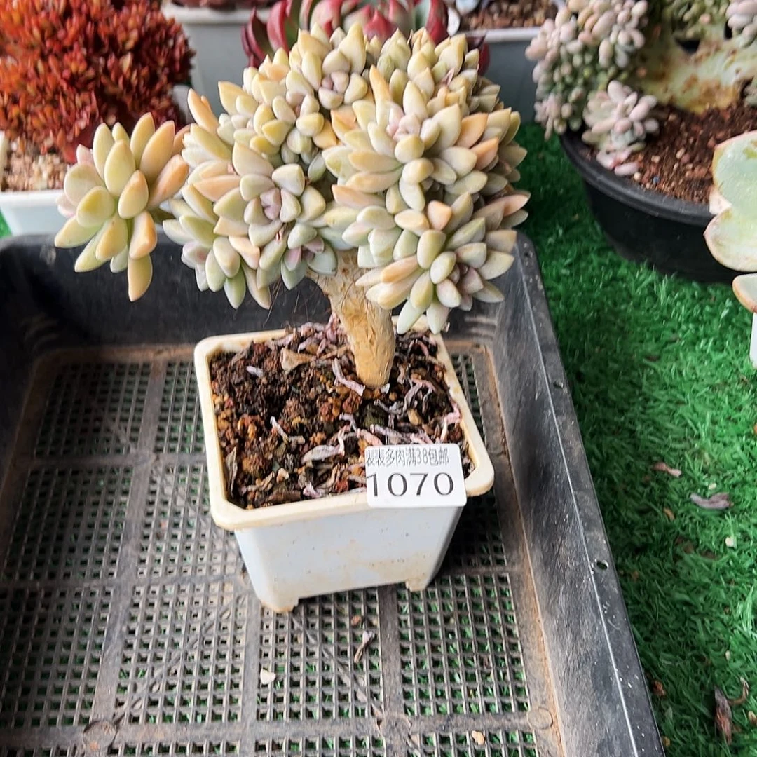 无花朵多肉一物一拍植物1070