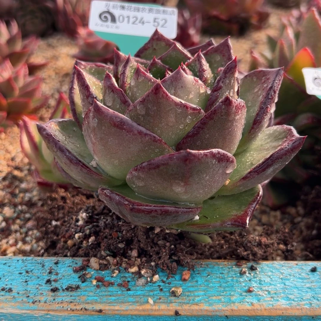 从前慢多肉精选编号0124.52