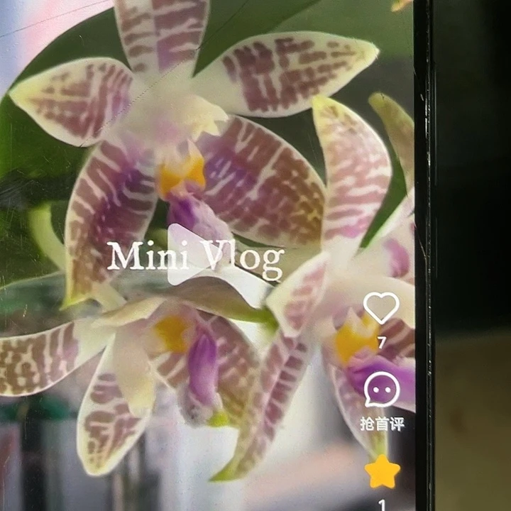 当前无花栽培后可以开花蓝柯柠带剑1.7