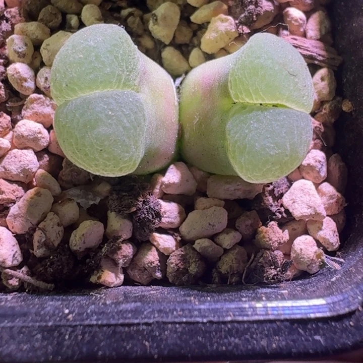 29号双头一物一拍