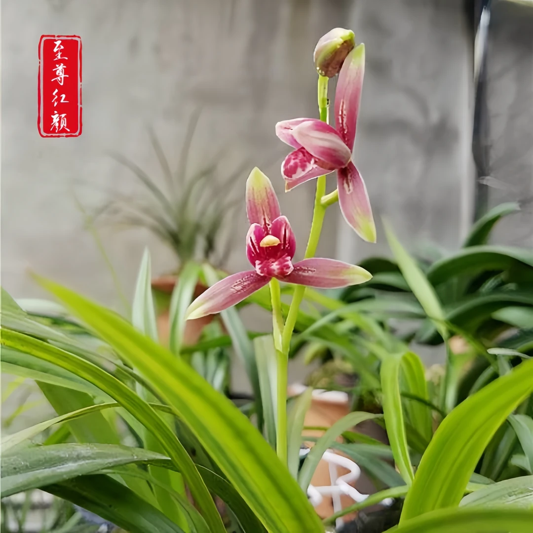 【建兰至尊红颜】古道兰艺高山国兰 易养活无温室阳台养兰