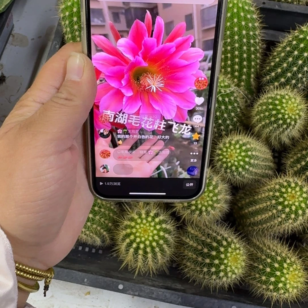 341毛花柱飞龙歪无根侧牙8公分左右，20包邮