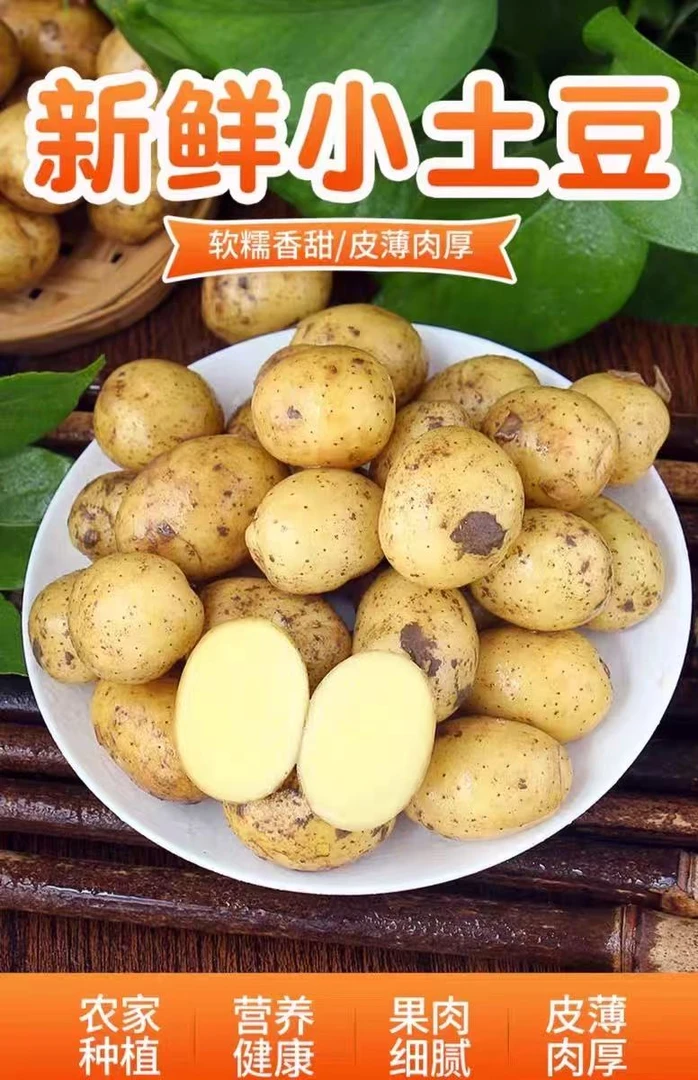 湖北恩施富硒黄心小土豆2025新鲜现挖洋芋高山马铃薯迷你小土豆