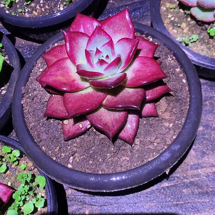 美肉特价活动开始啦