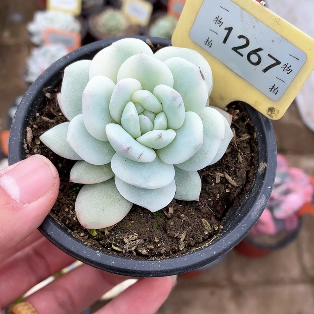 【闪购商品】1267号