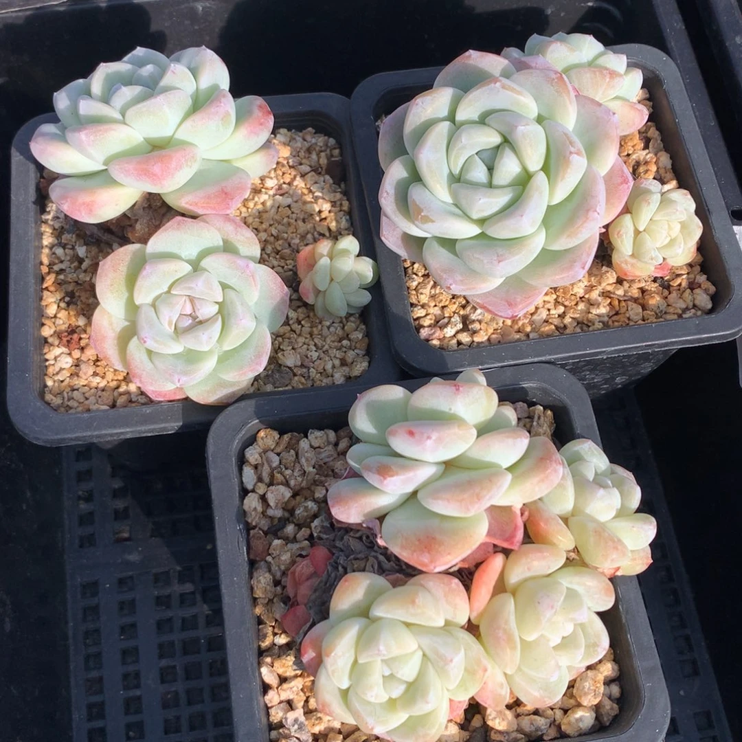 1216-32 老桩冰玉