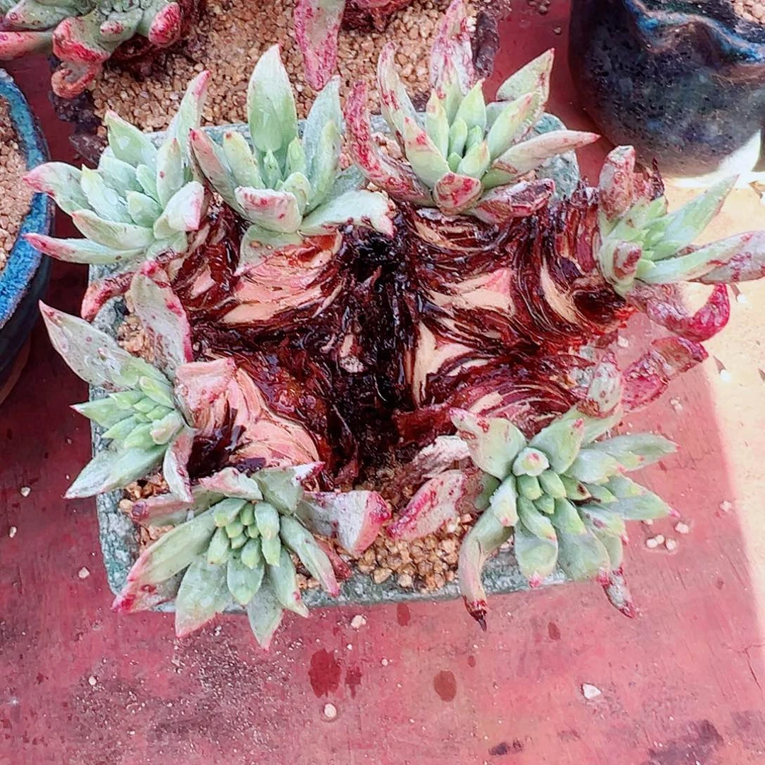 9114绿菊雪山仙女杯