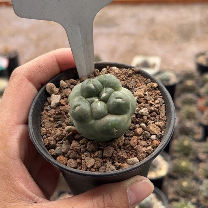 惜**泺655无刺象牙好养好活