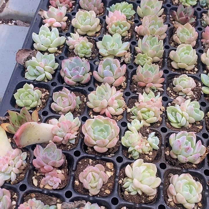 64 多肉植物盆栽花卉植物