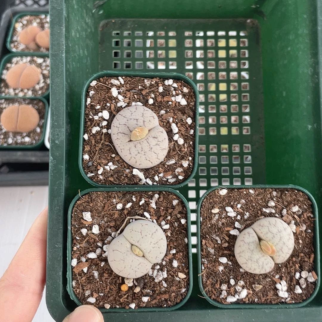 薄**光3088大棚清仓甩卖了