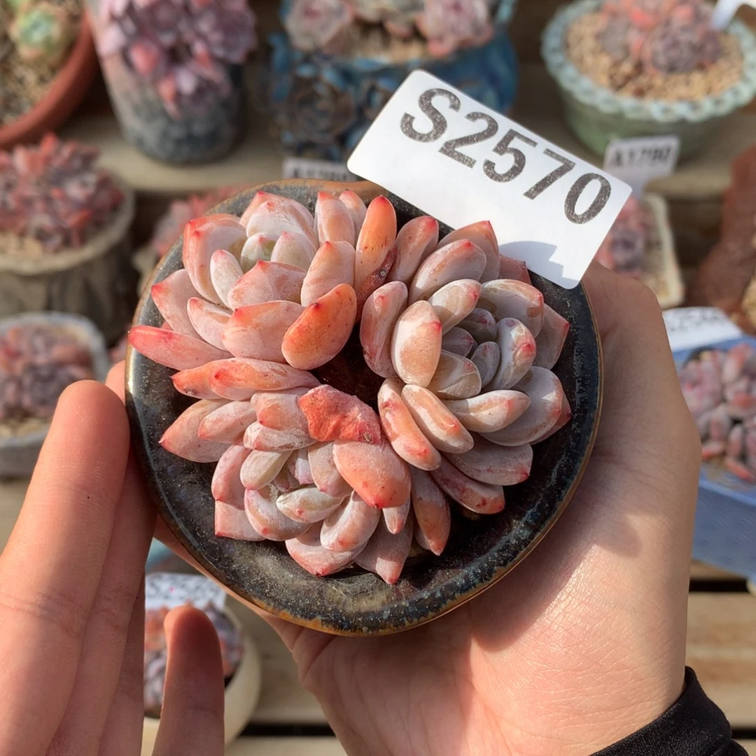 S2570 橙子三头小老桩 无砍 7.5cm