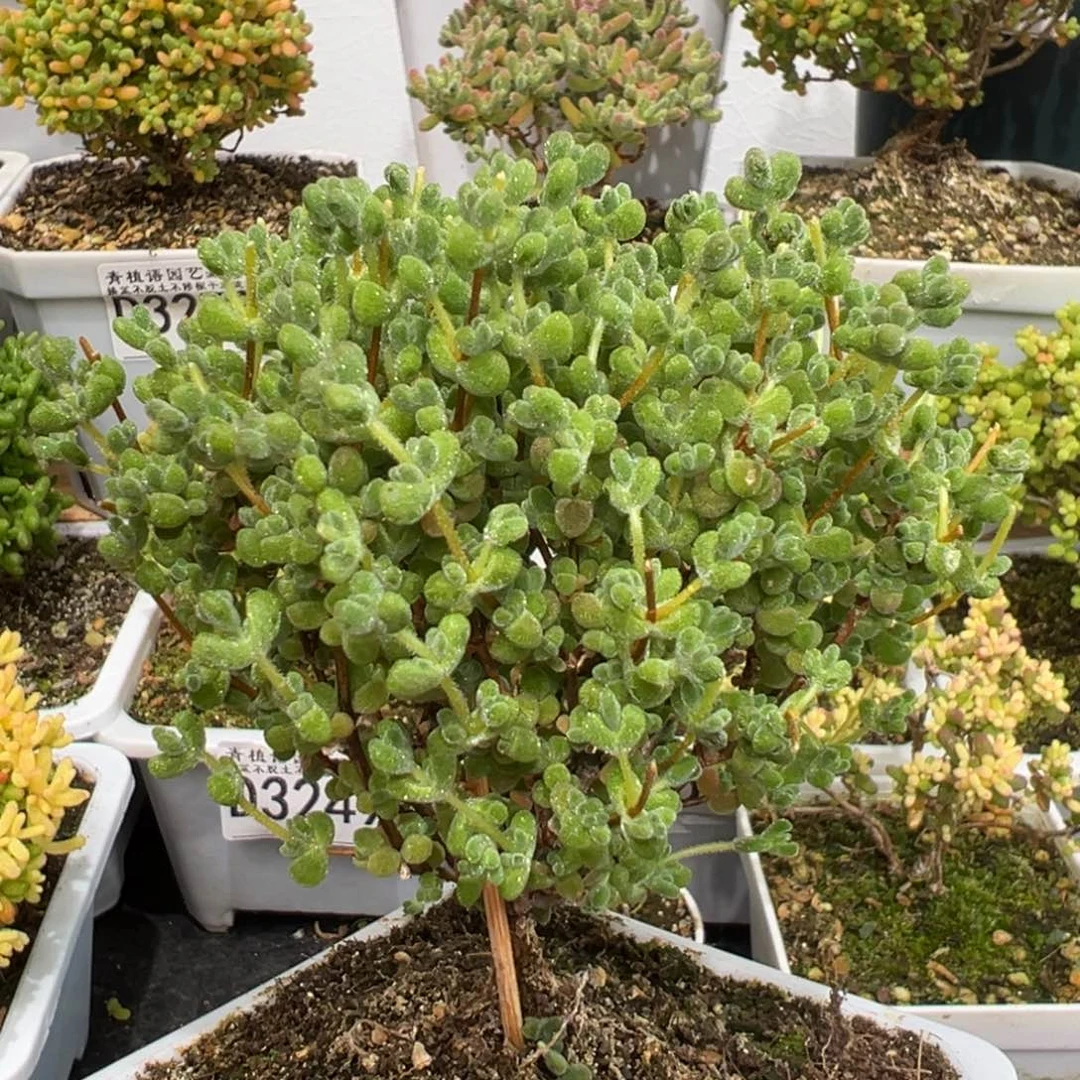 D3331莱斯小树枝干